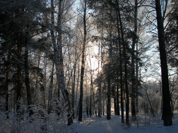 Академгородок, Зима - Лесок близ 130 школы, DSCN0489.JPG