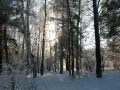 Зима - Лесок близ 130 школы, DSCN0488.JPG